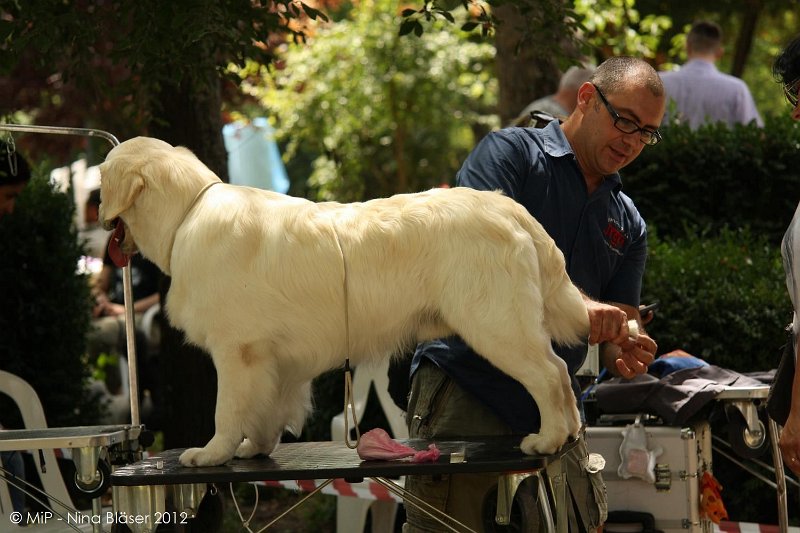 2012-07-01 B & B - Bedlington & Bichon Fun Day (94)_1500x1000.jpg